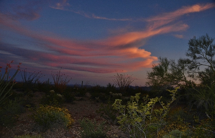 desert floor at sunset